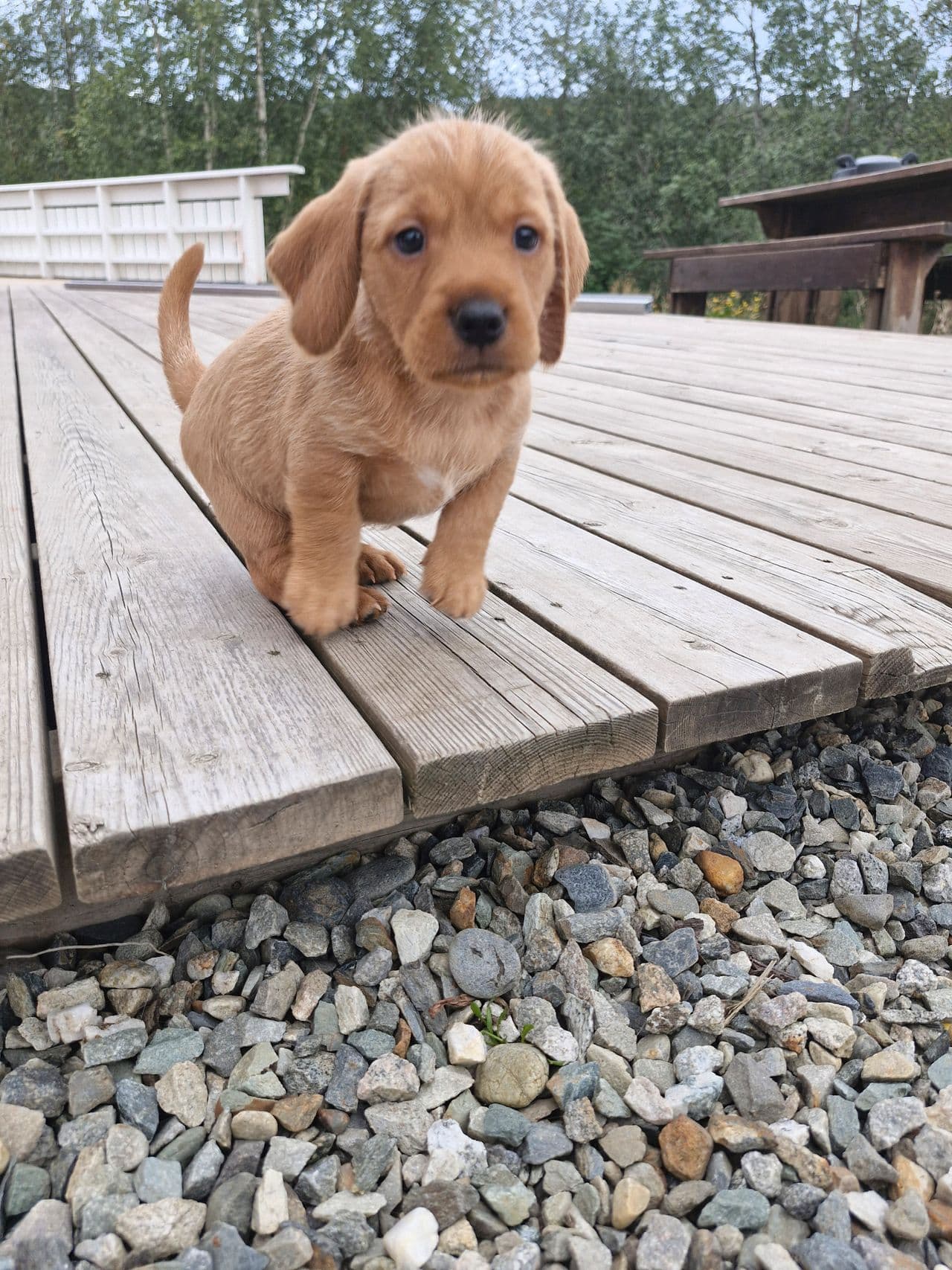 Basset Fauve De Bretagne