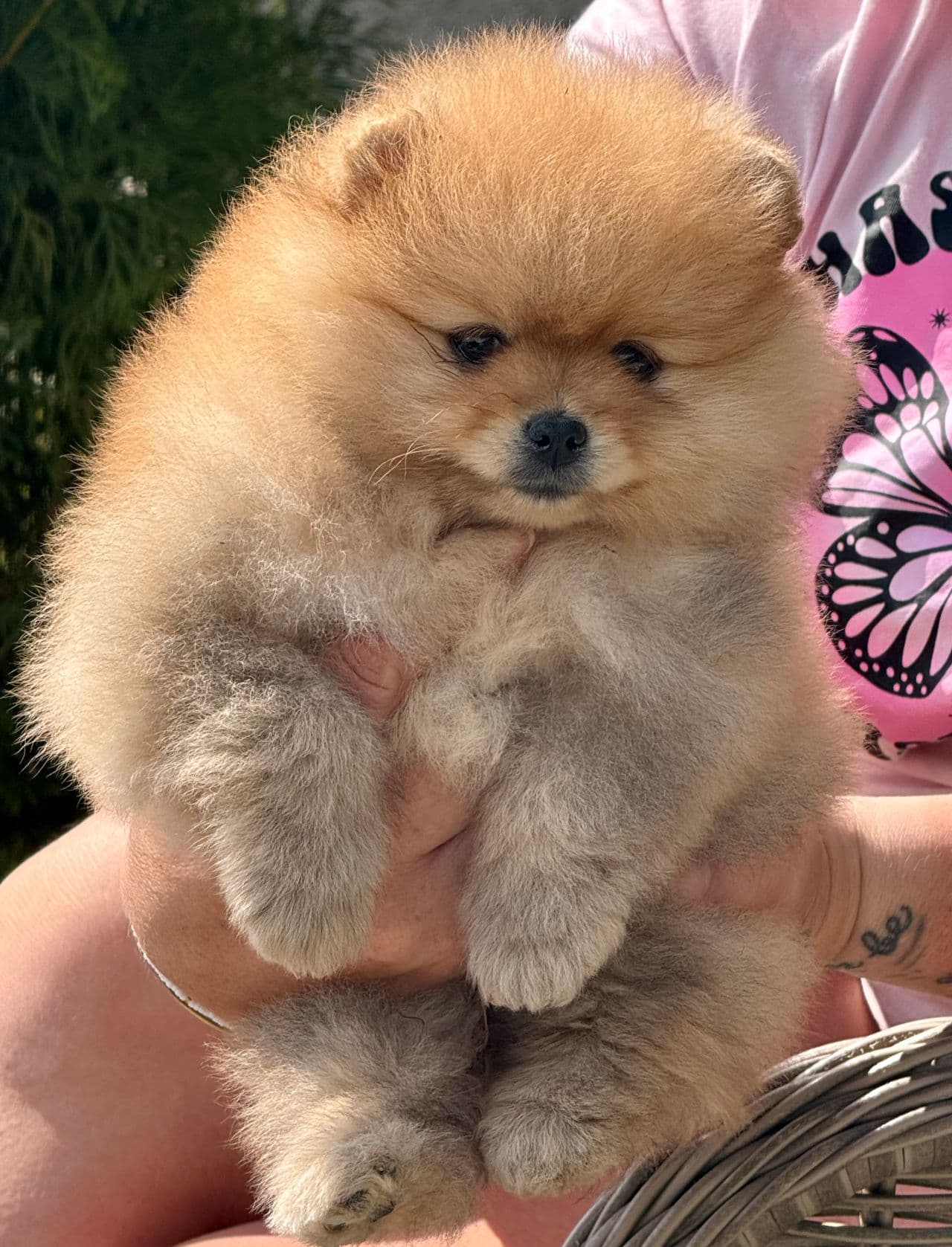 Pomeranian tispe søker for hjem