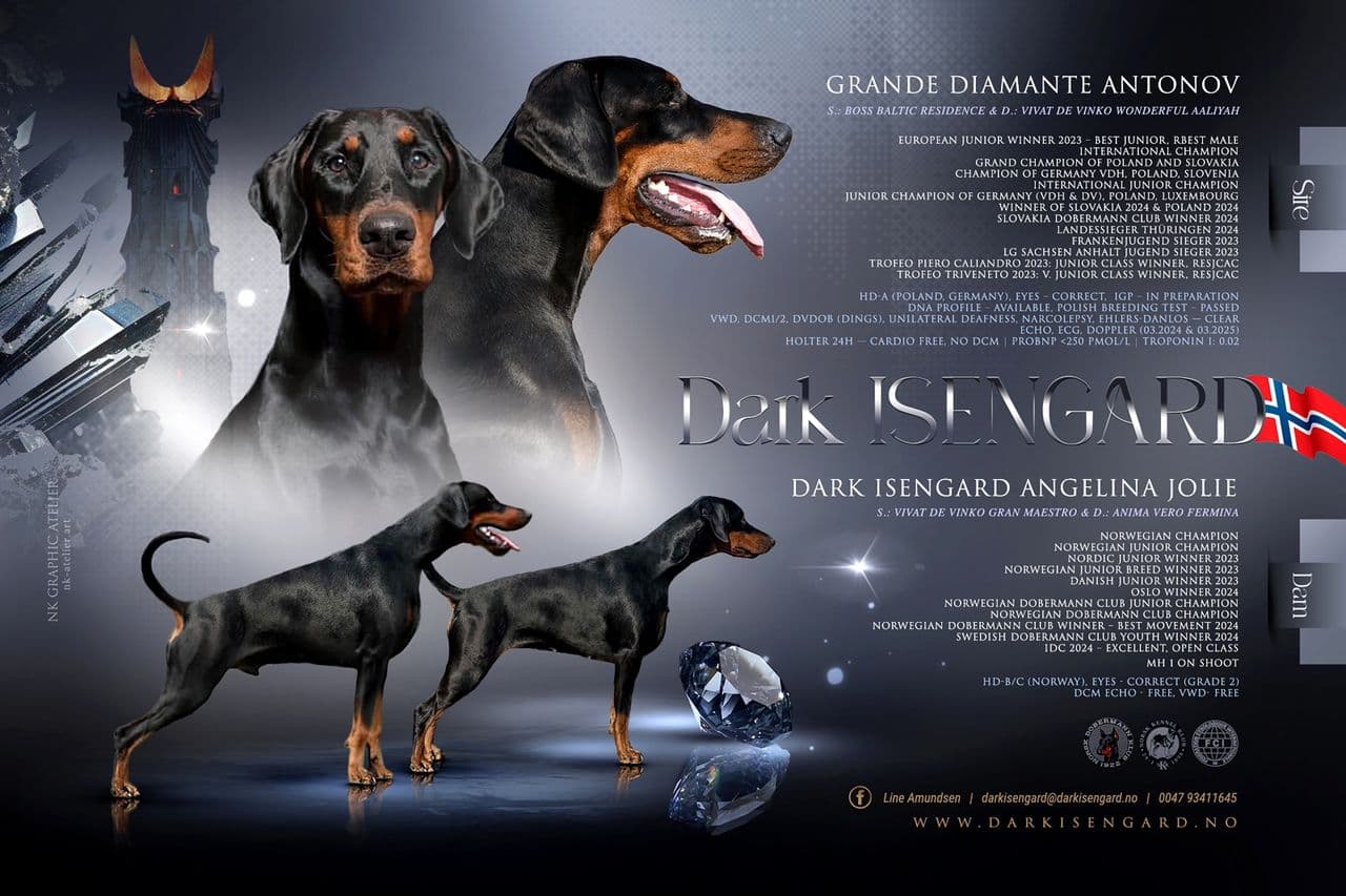 Dobermann valper