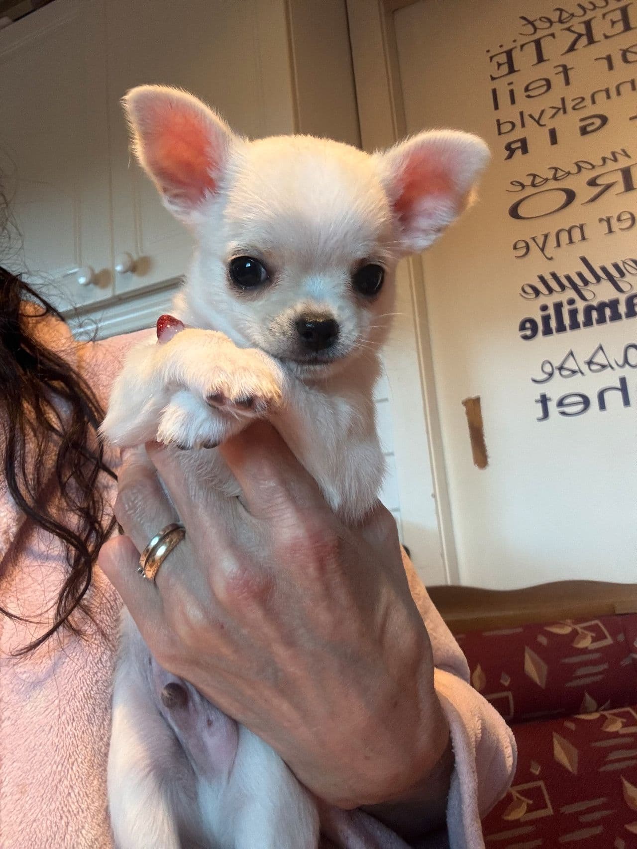 Vakre NKK REG chihuahua valper søker nytt hjem