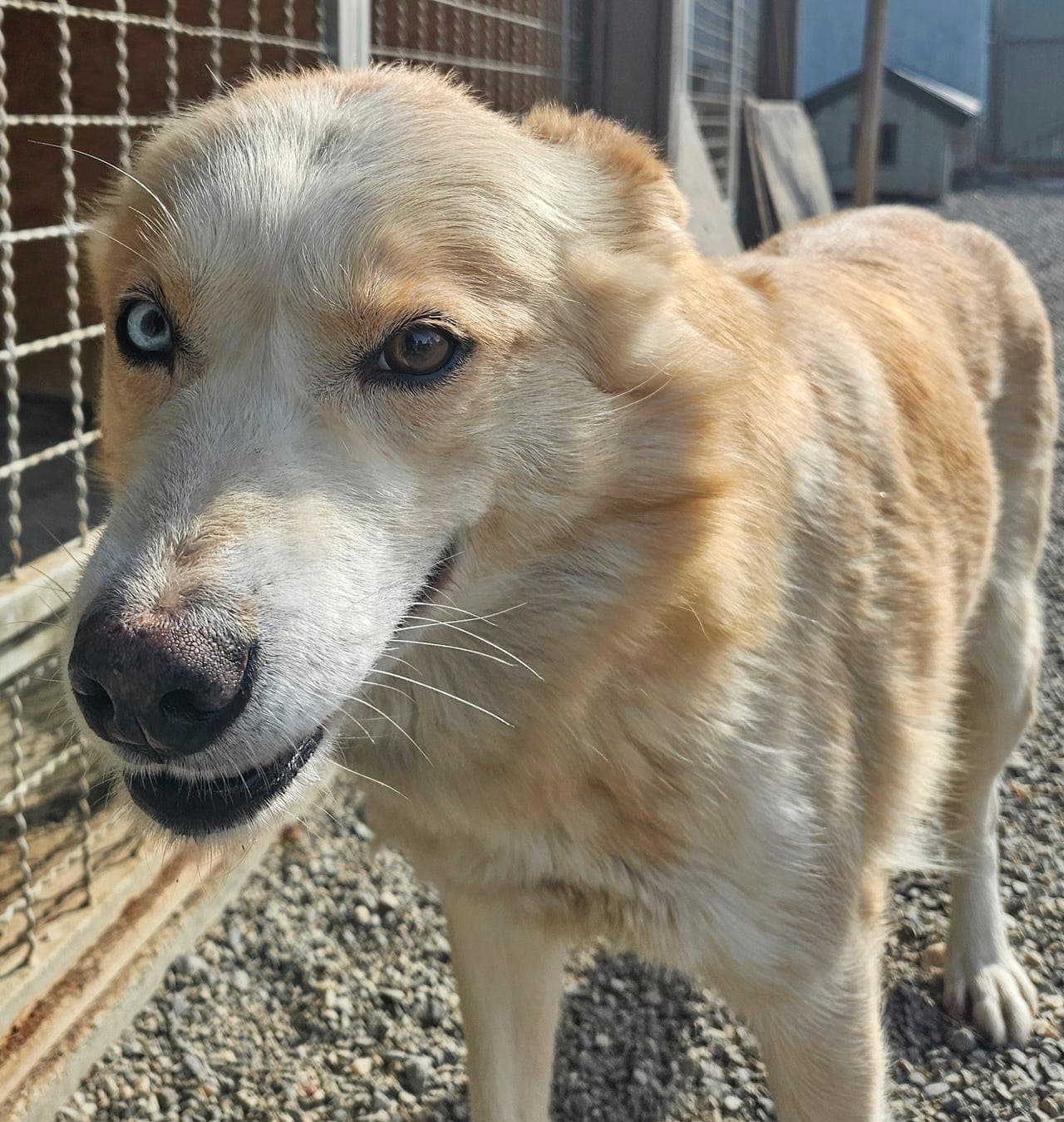 Huskytispe søker nytt hjem