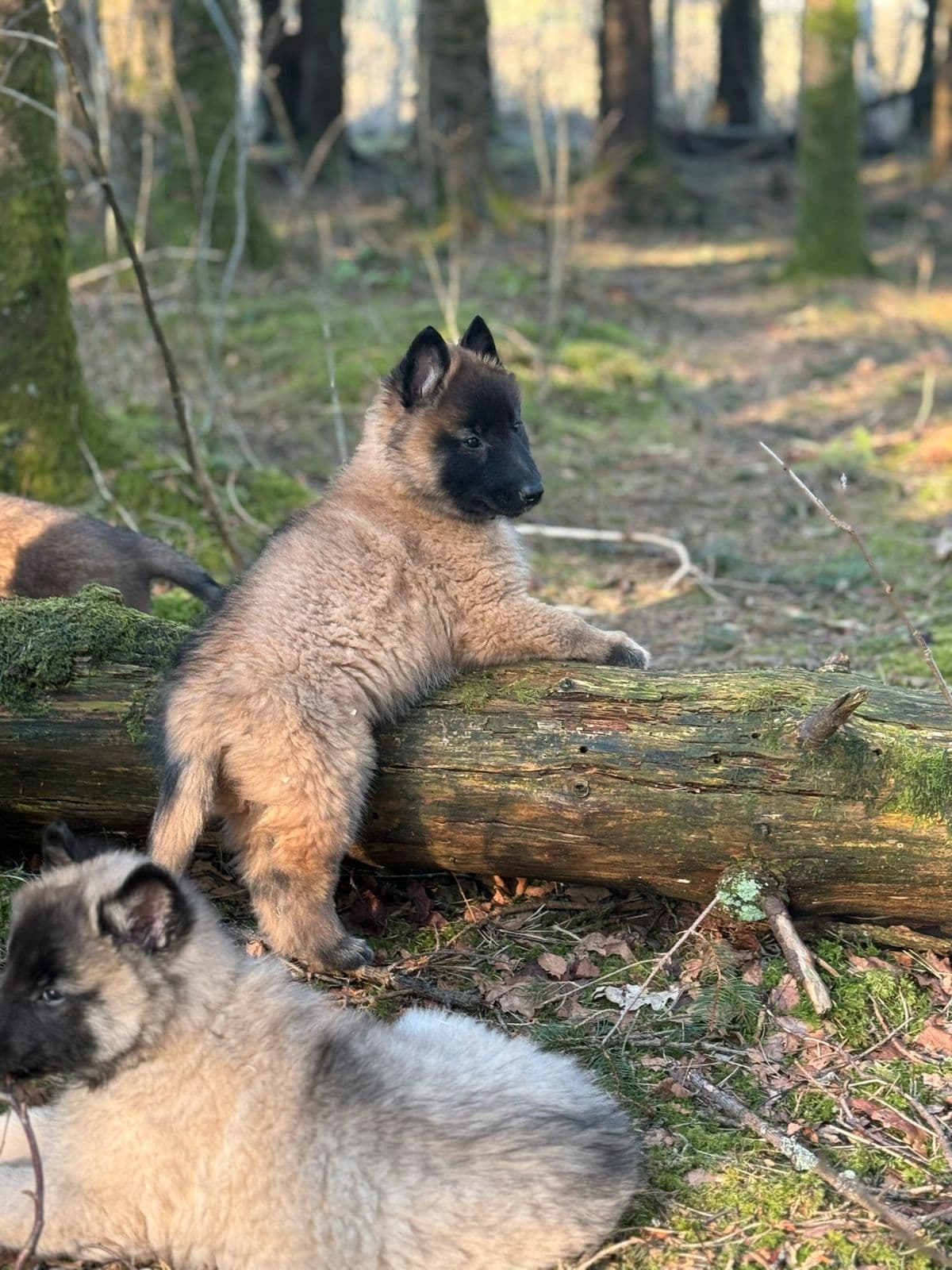 Tervueren valper