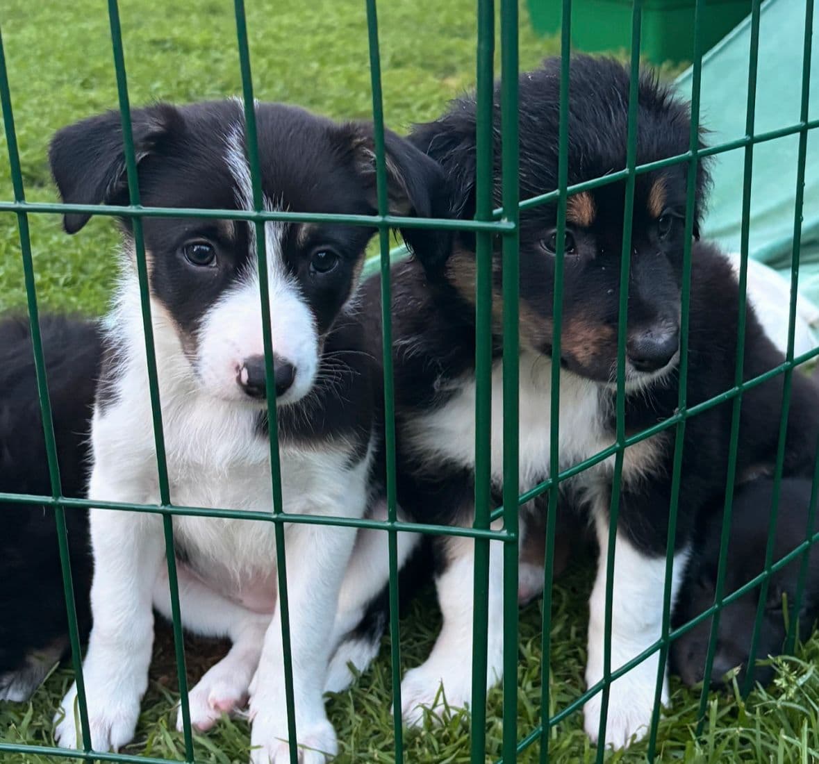Border Collie tispe valp leveringsklar fra august
