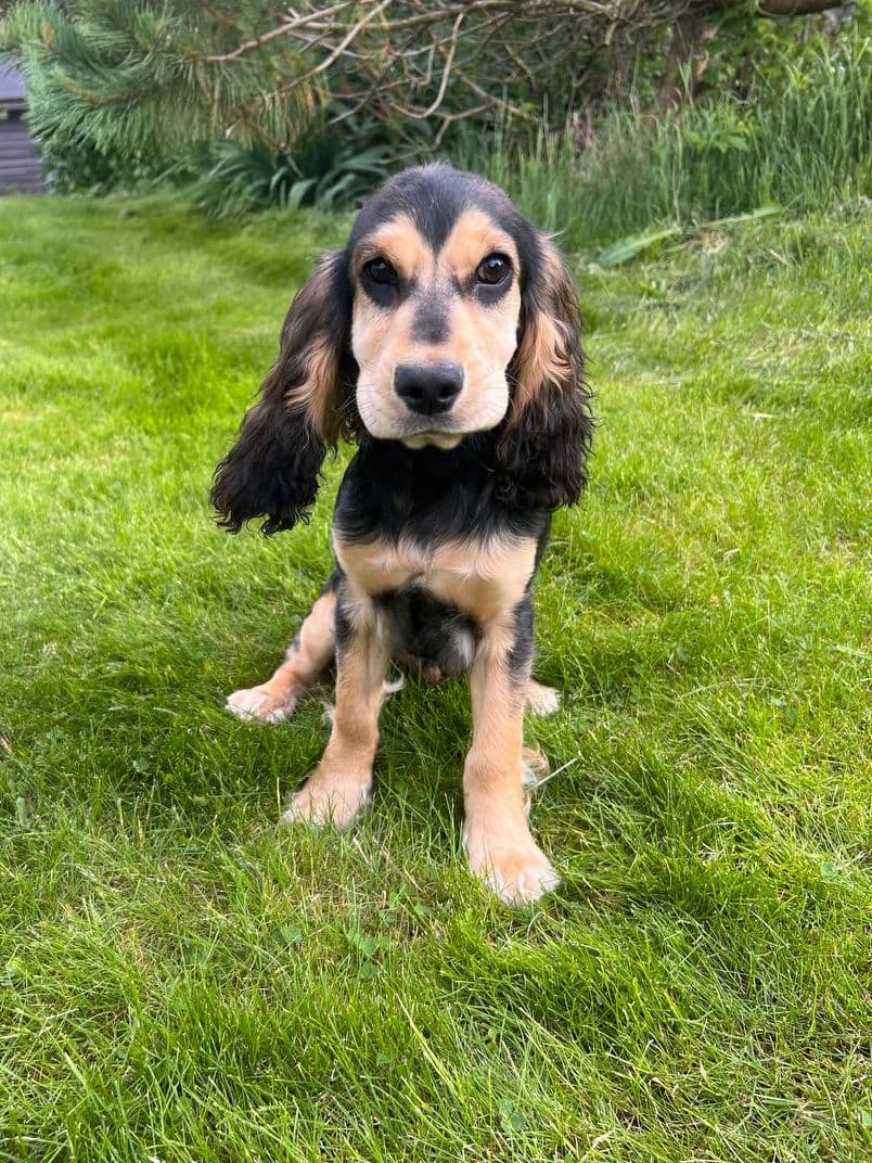 Engelsk Cocker Spaniel