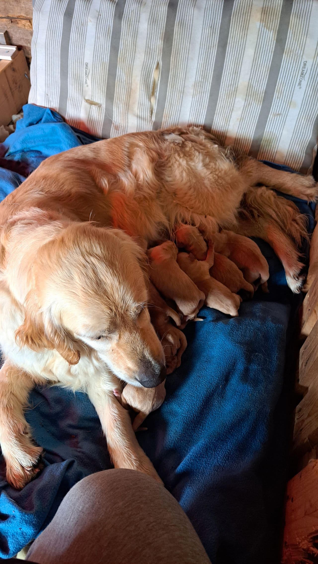 Golden Retriever NKK