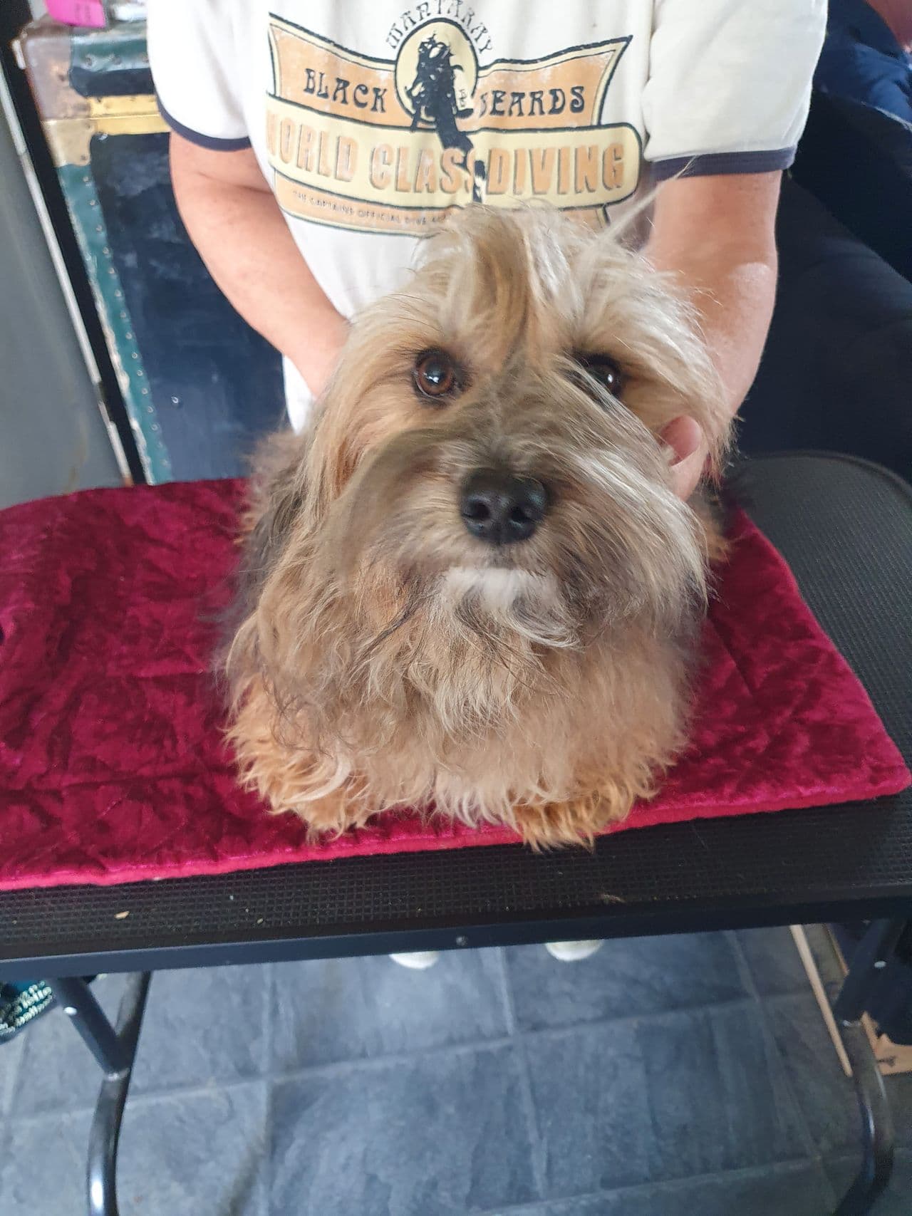 Bichon havanais valper ventes