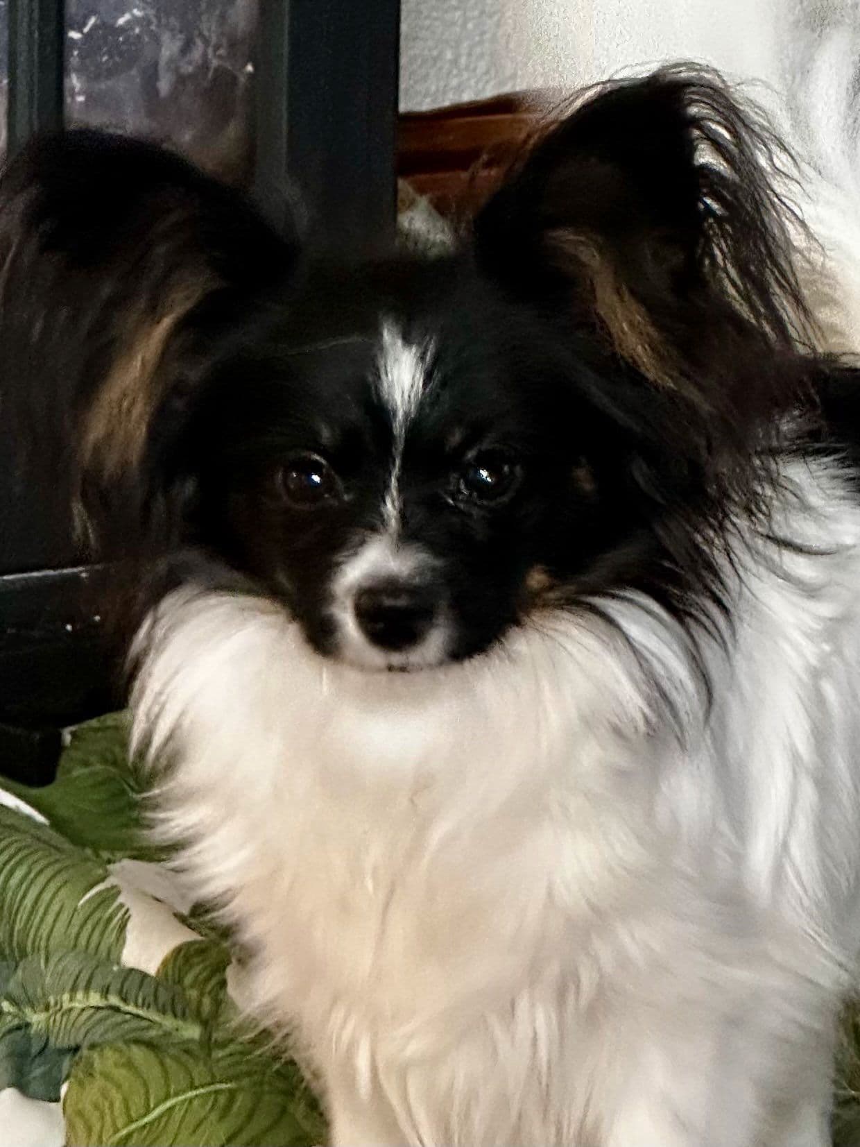 Papillon tispevalp