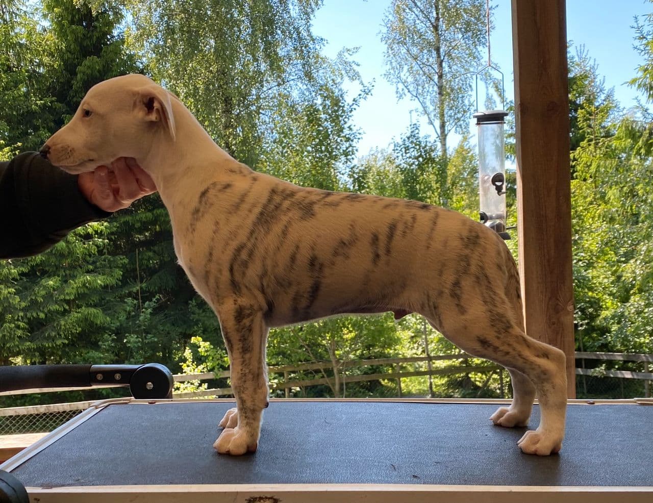 Vakker Whippet valp