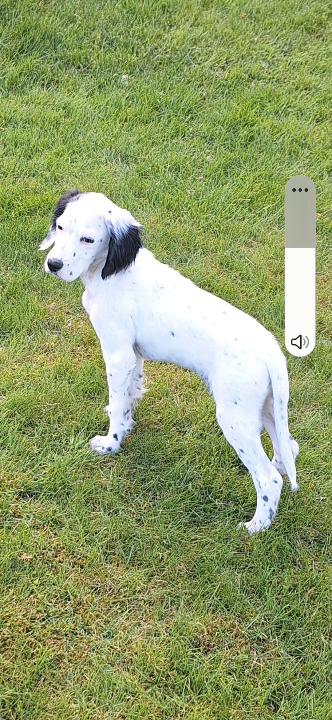 Engelsk setter valper leveringsklare.
