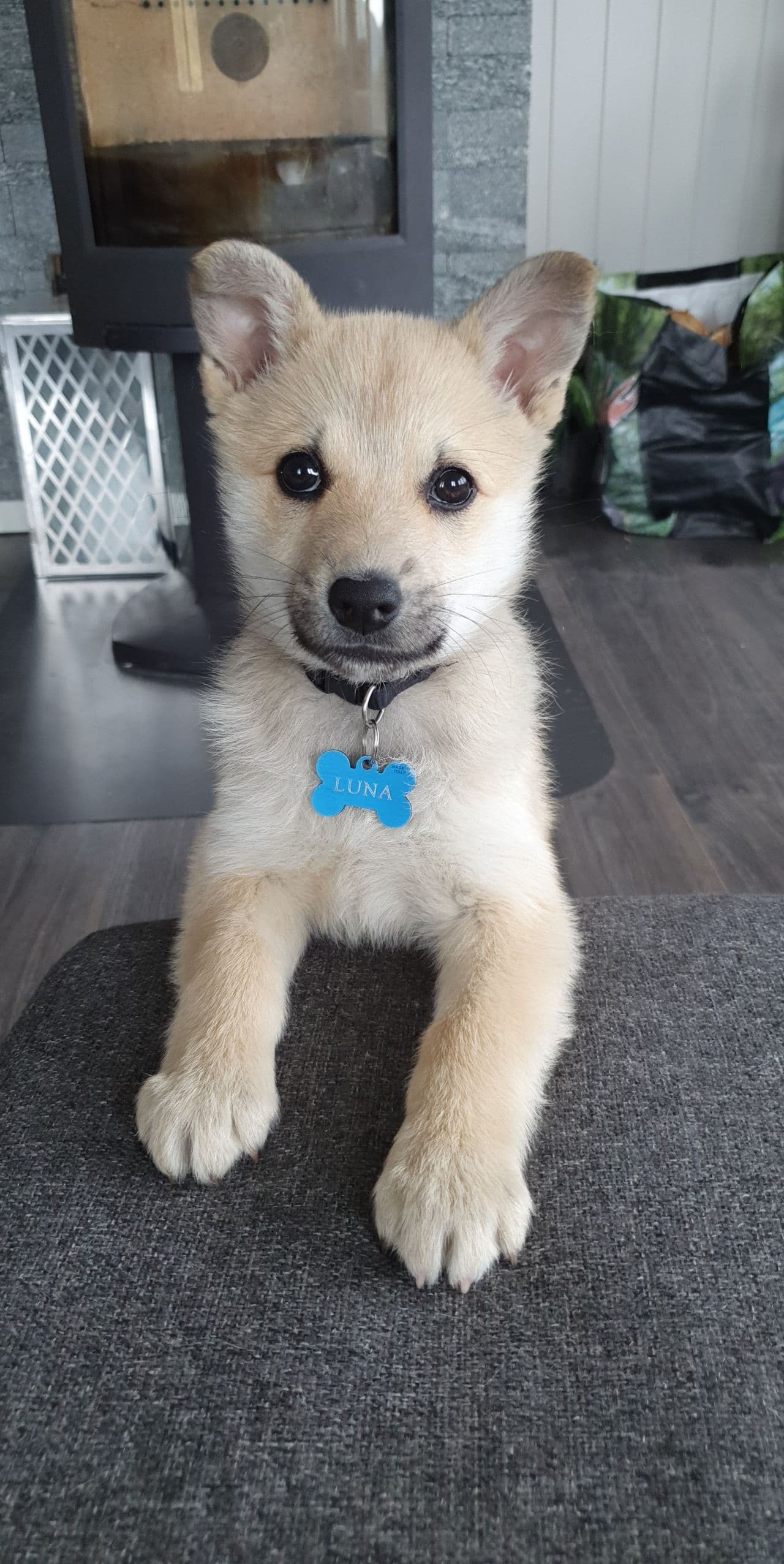 Norsk buhundvalper ventes