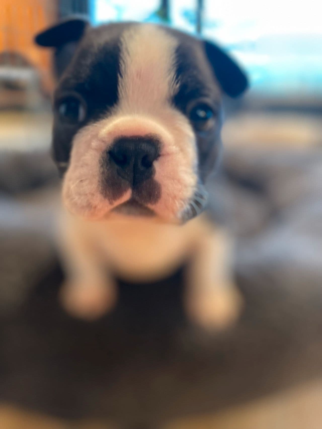 Boston terrier valper