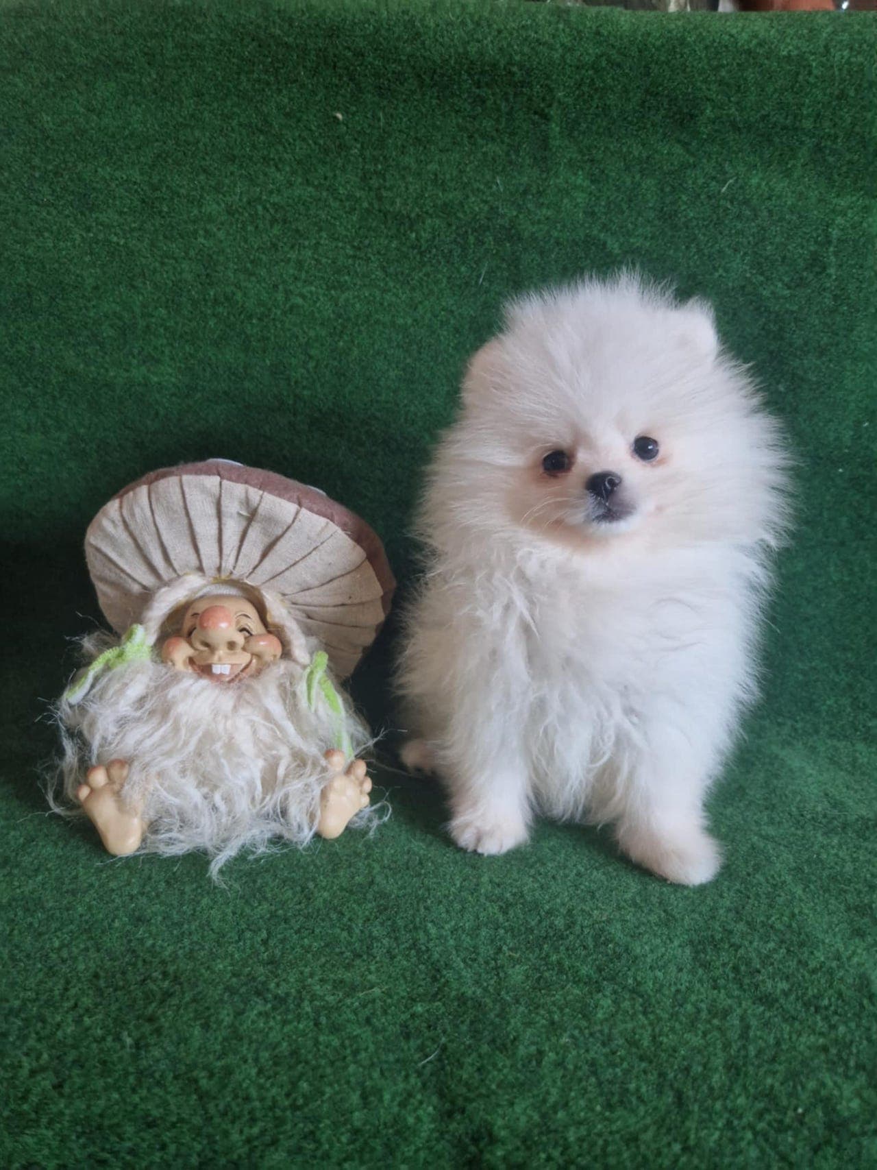Nydelige hvite pomeranian valper