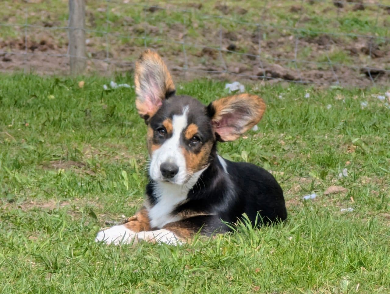 Tre nydelige Welsh Corgi Cardigan Valper klare for ny flokk ❤️