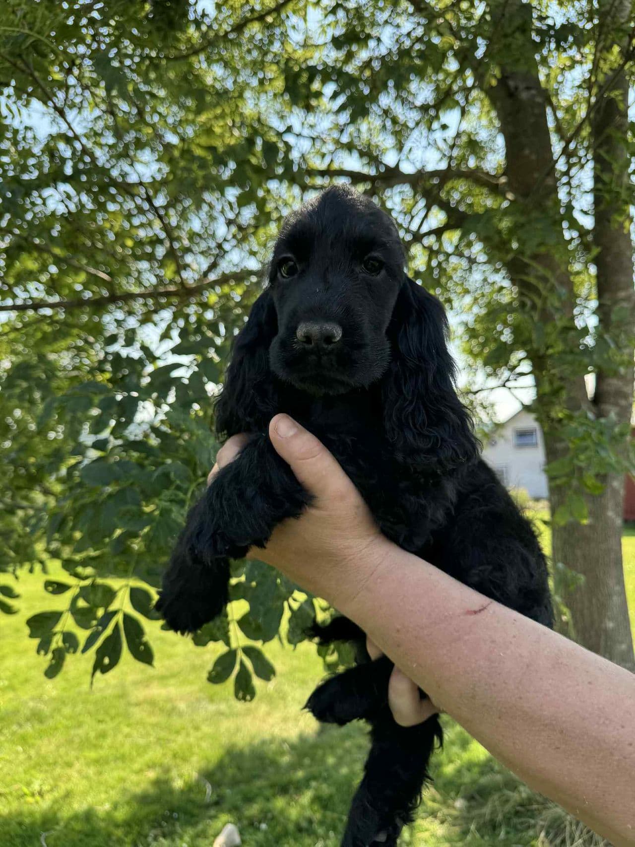 Leveringsklare cocker spanielvalper