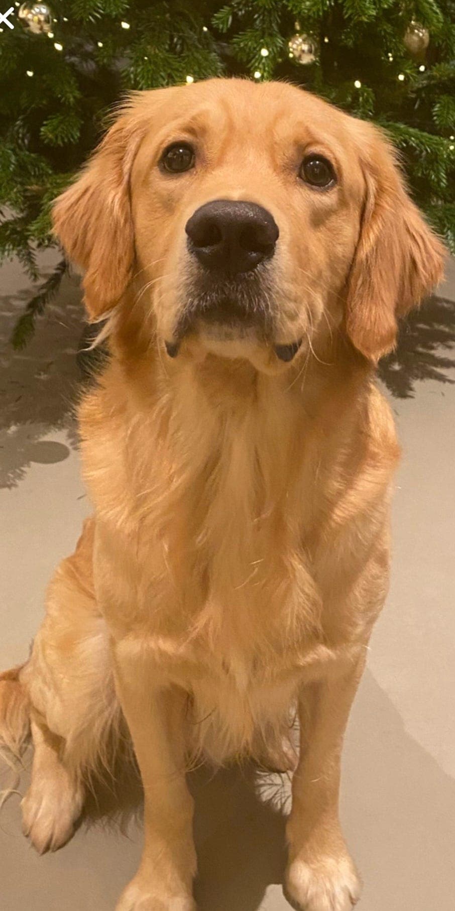 Golden retriever hann 2 år (NKK. reg) søker varig fôrvertshjem