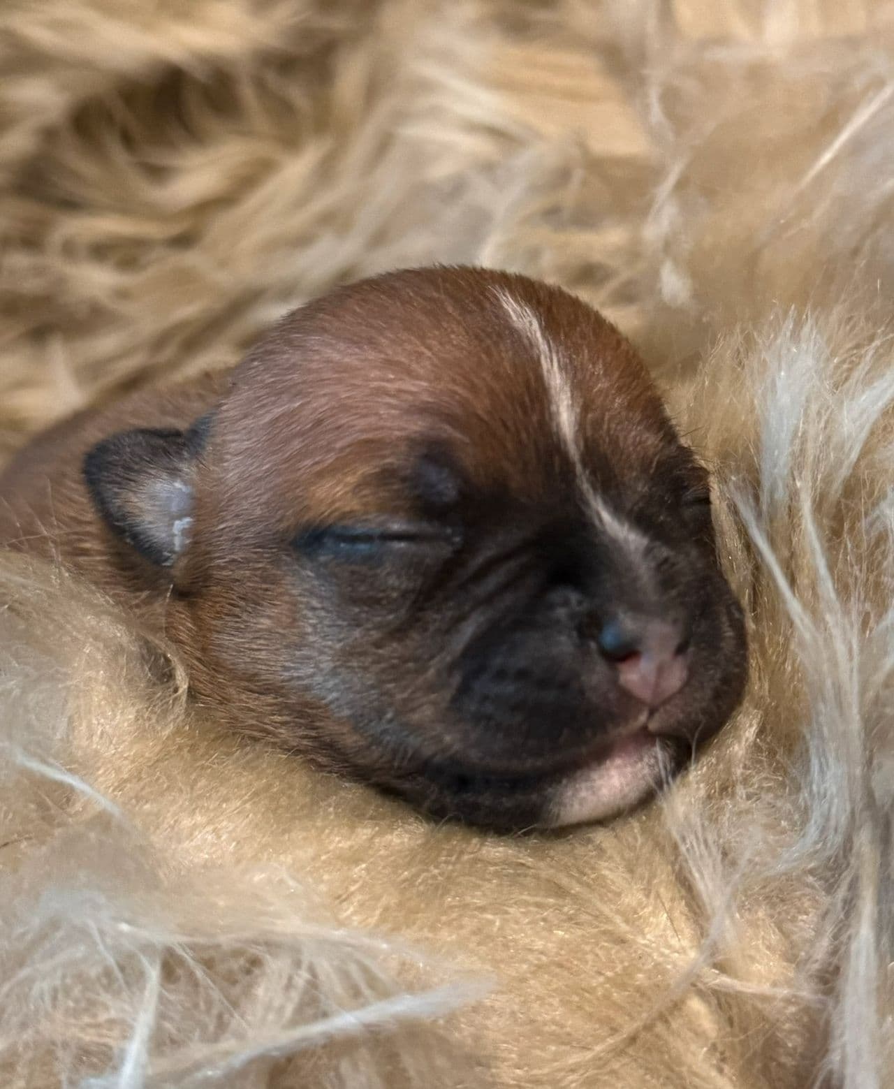 Fórvert for Kennel Stavenstaff?