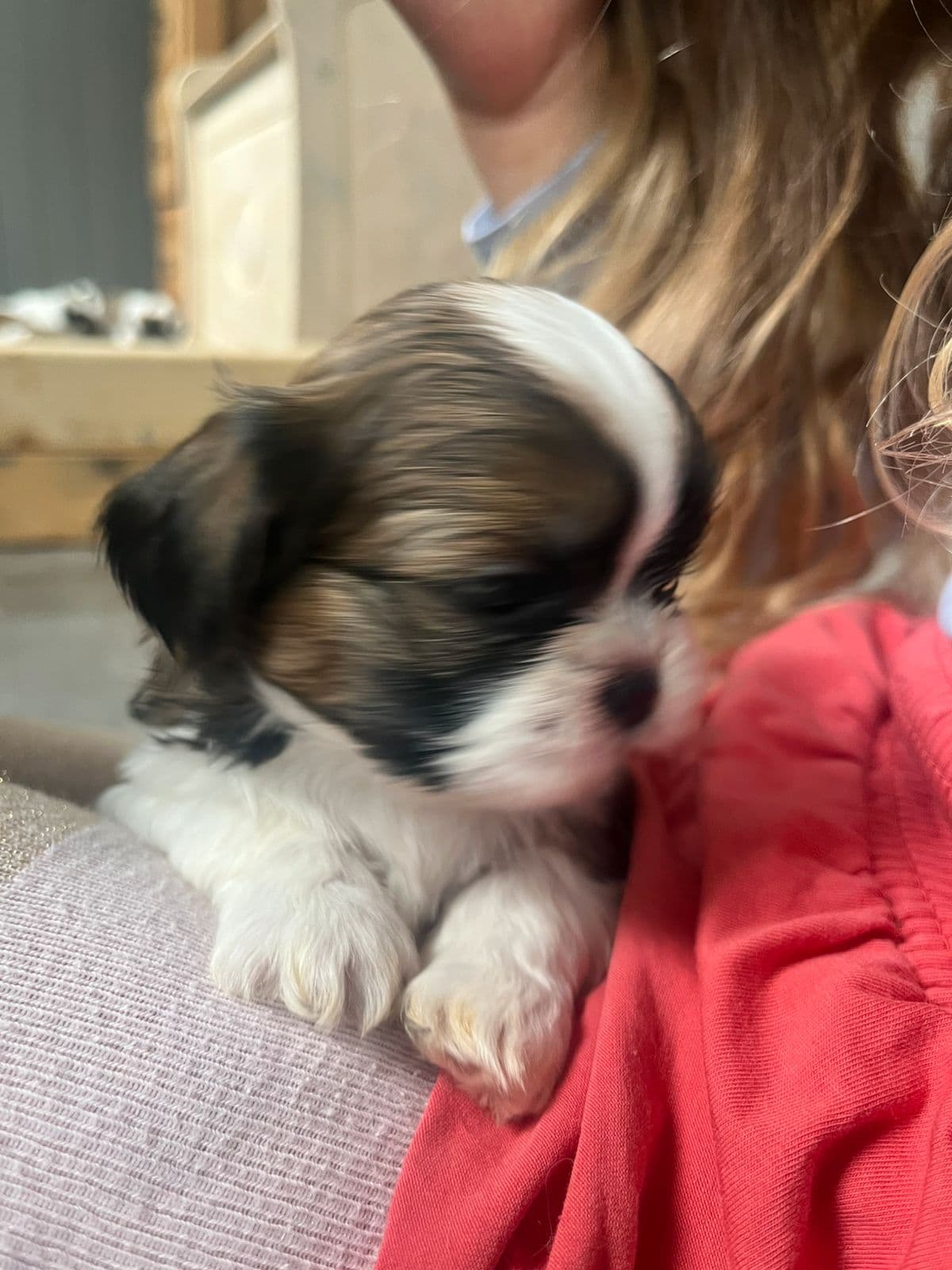 Nydelige supersosiale Shih Tzu hvalper
