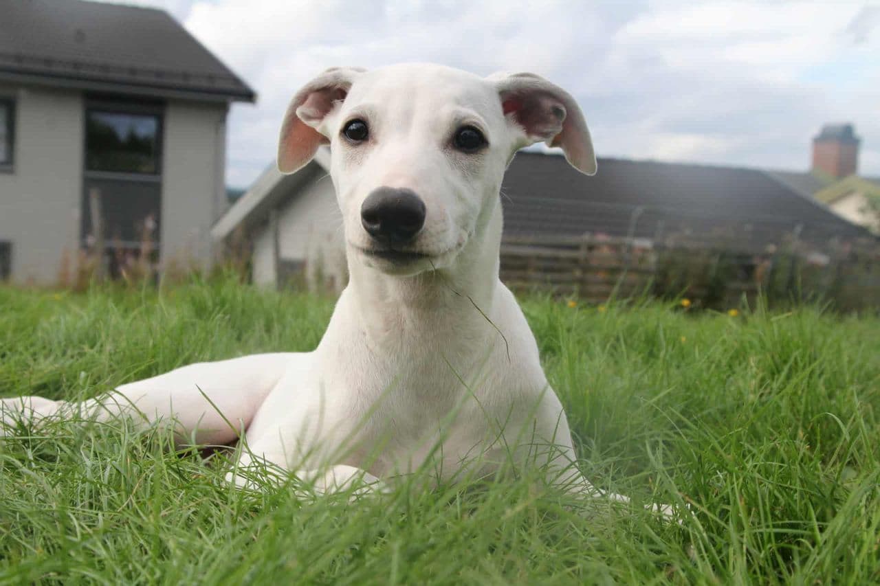 Skjønne småe whippet skatter😍