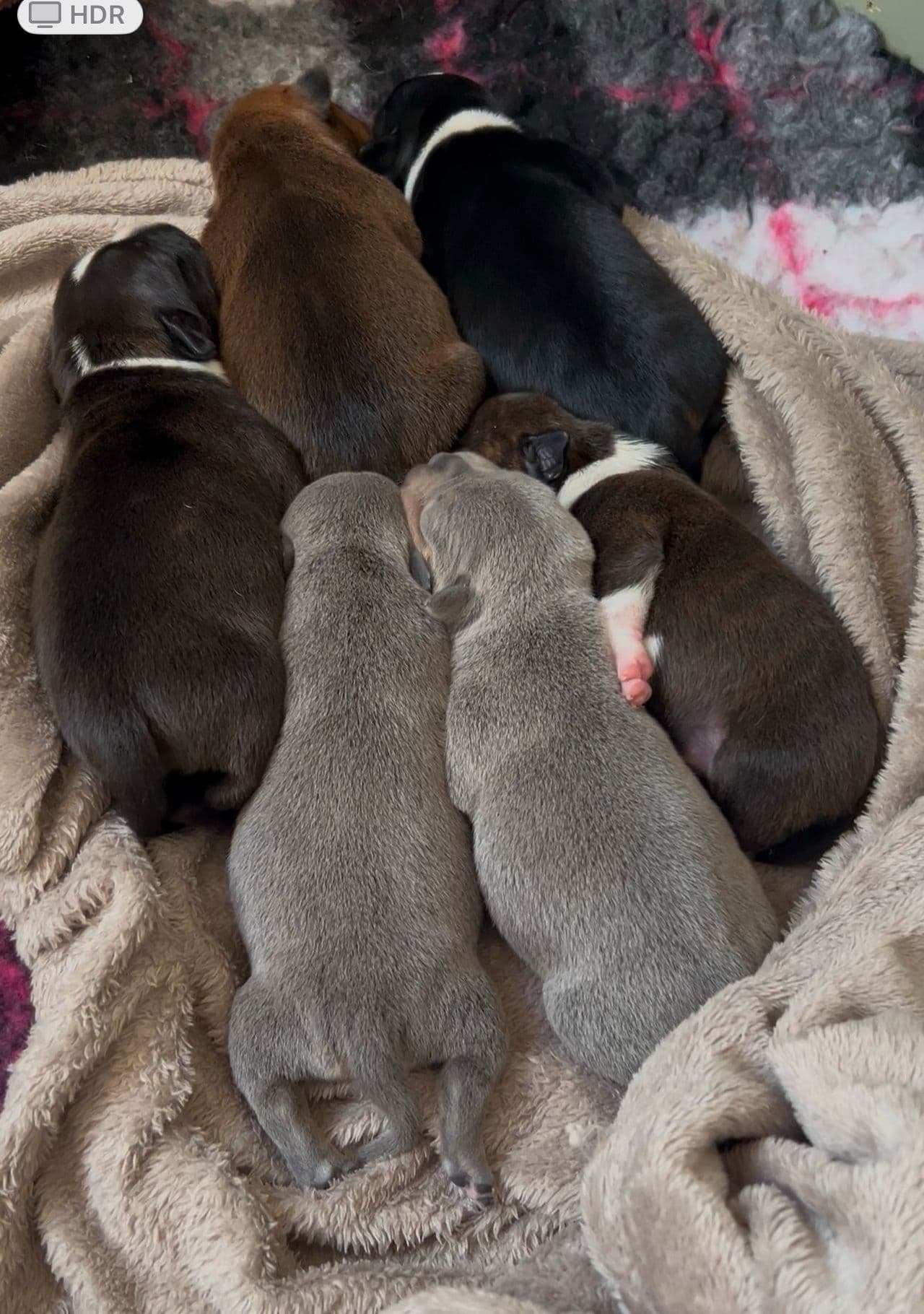 Staffordshire bull terrier valper