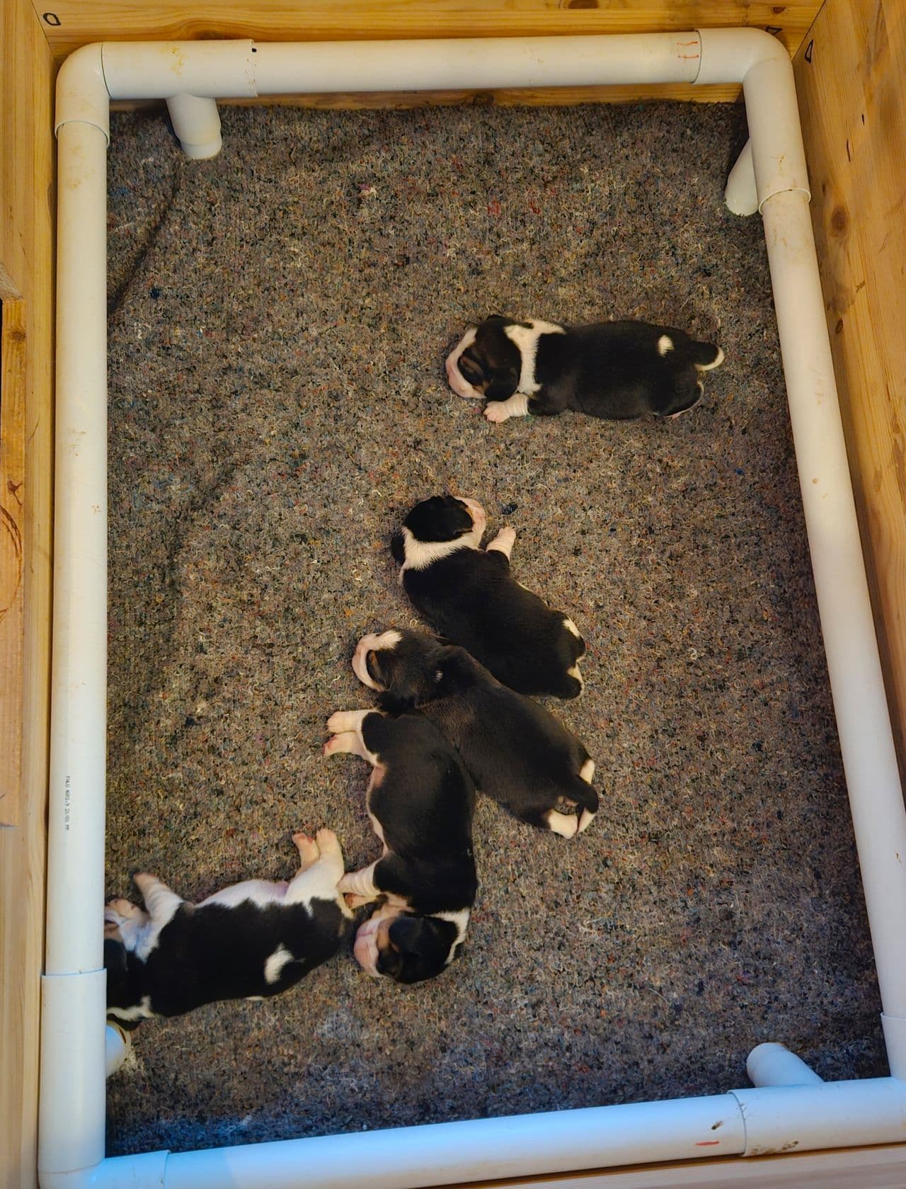 Beagle valper
