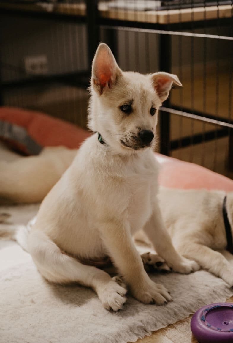Norsk Buhund valp - hannhund søker nytt hjem