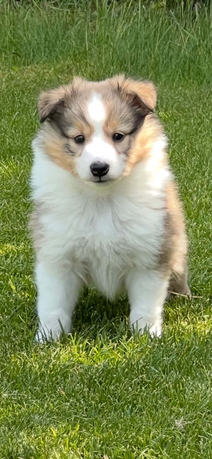 Shetland Sheepdog valper