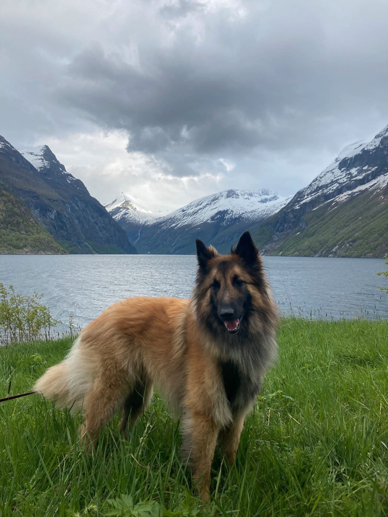 Belgisk fårehund 4,5 årTervueren