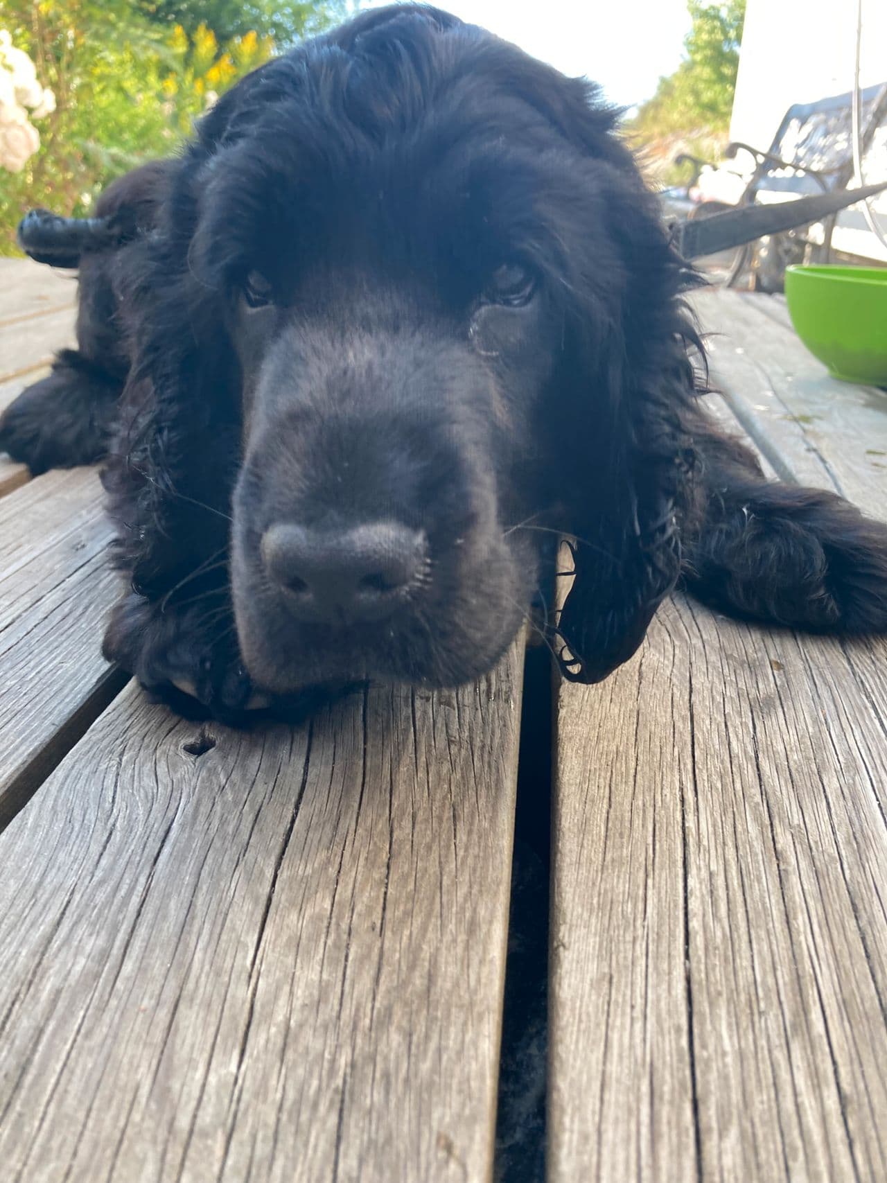 Engelsk cocker spaniel-valp til omplassering – 15 uker, hannhund