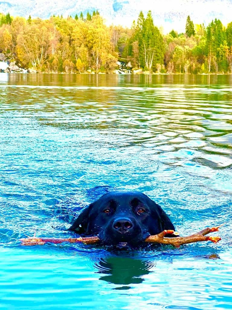 Labrador retriver valper ventes