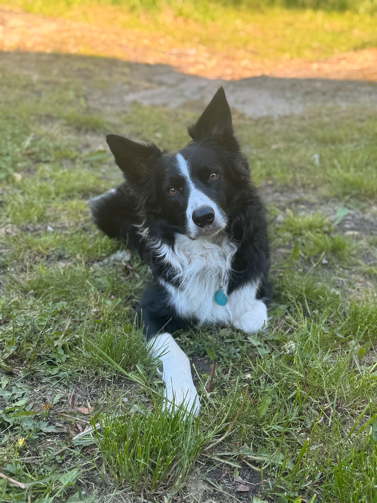 NKK registrert border collie omplasseres