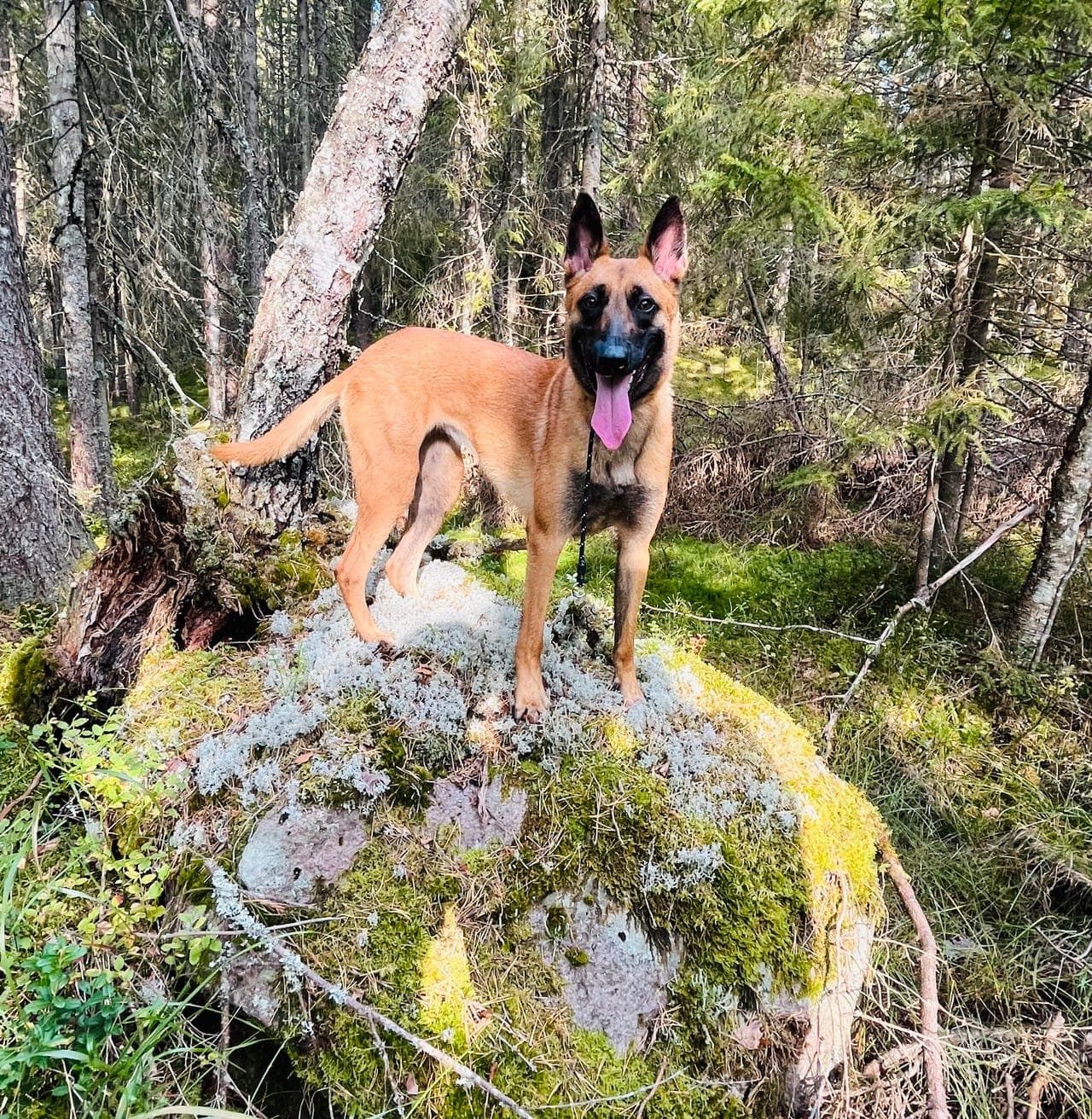 Malinois tispe vurderes omplassert.