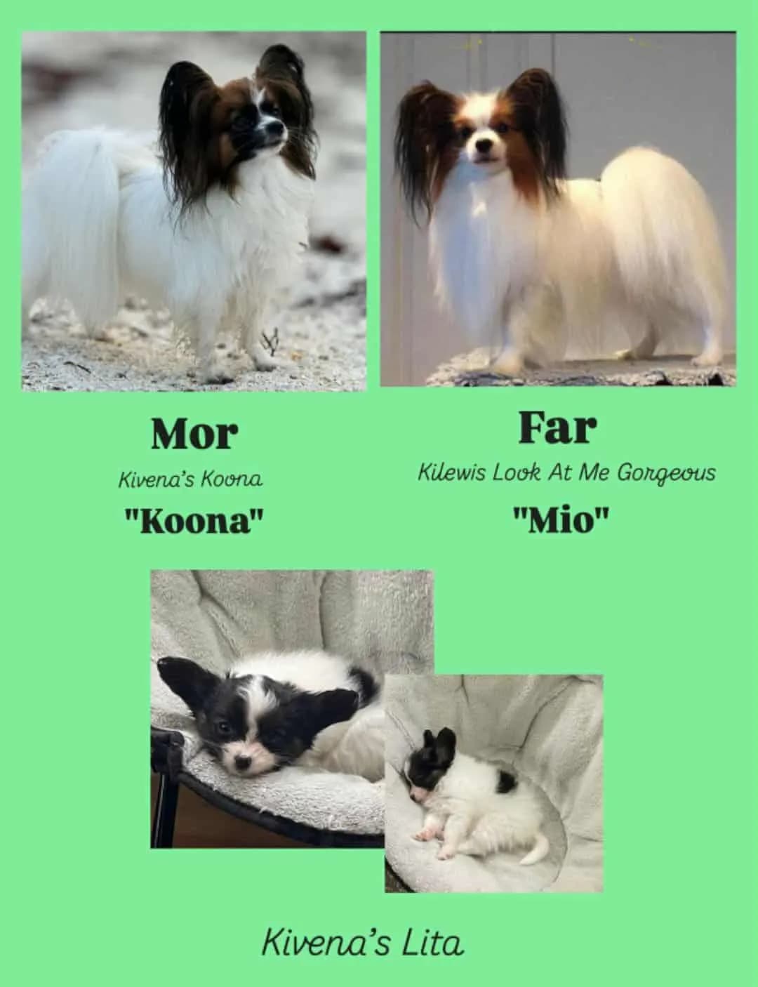 Papillon tispevalp til salgs – født 17. juli 🐾✨