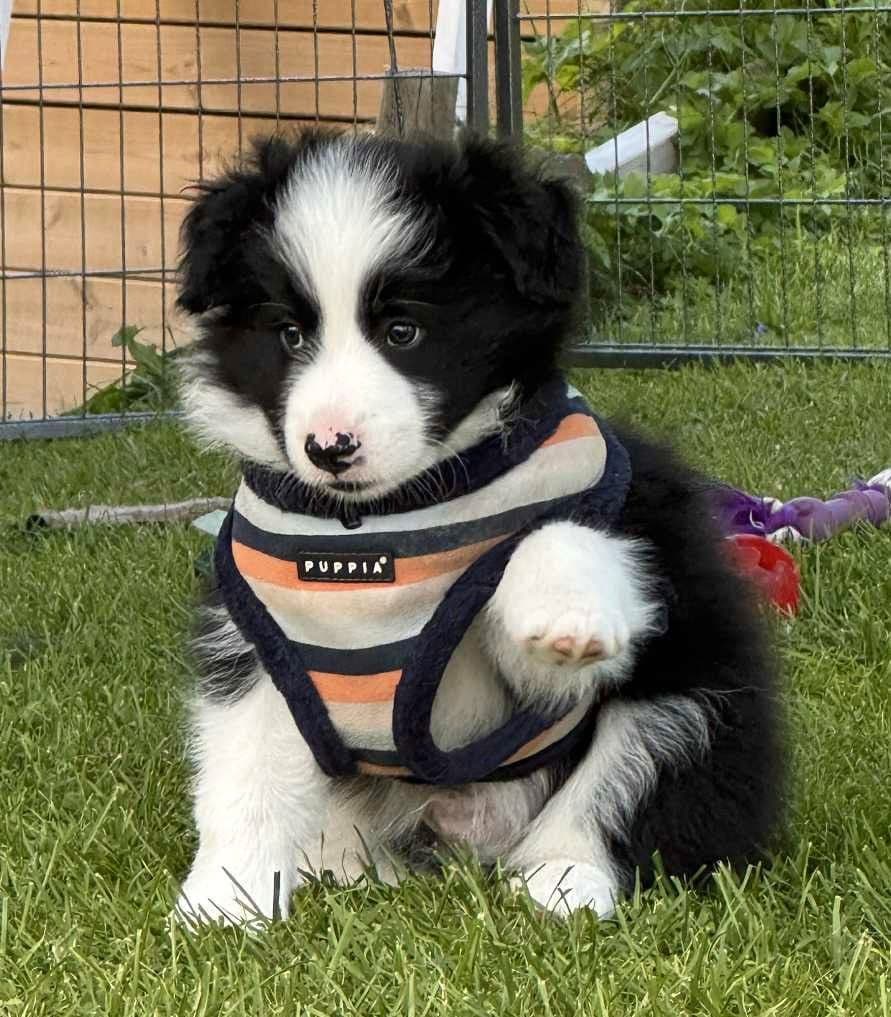 Flott border collie gutt
