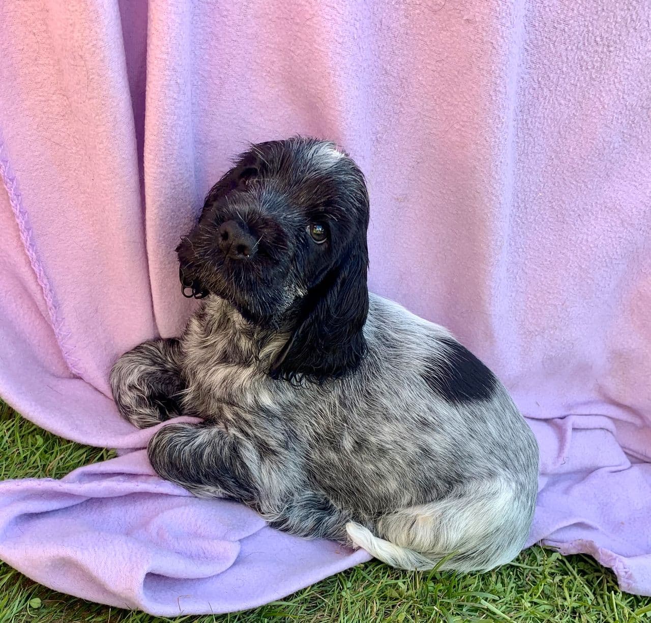 Engelsk Cocker Spaniel valper