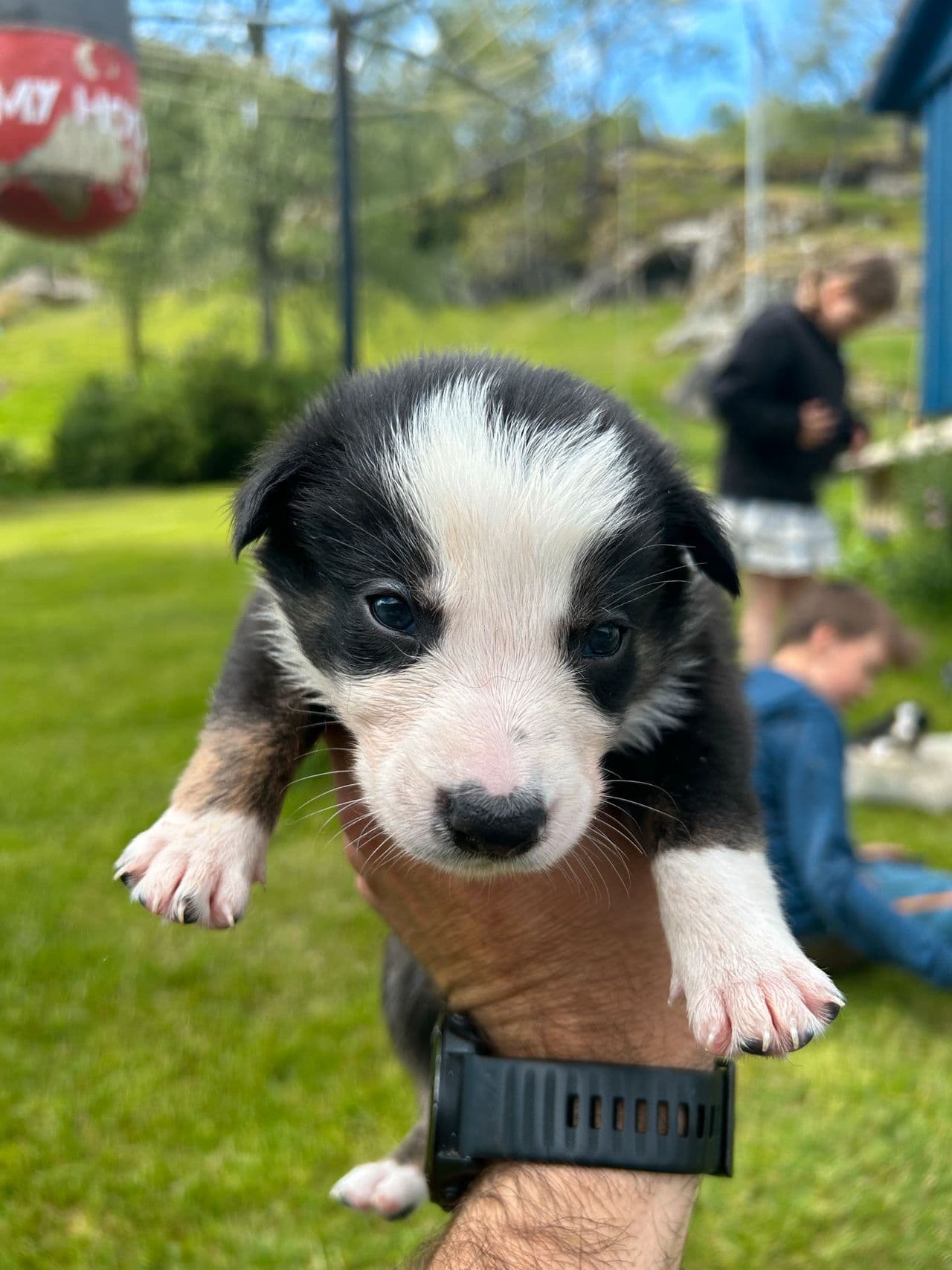 Reinrasa Border Collie valper til salgs