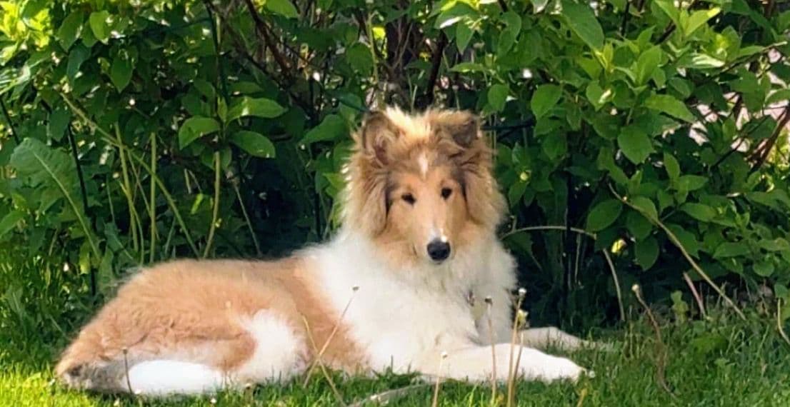 Flott 6-måneder gammel collie tispe søker ny familie