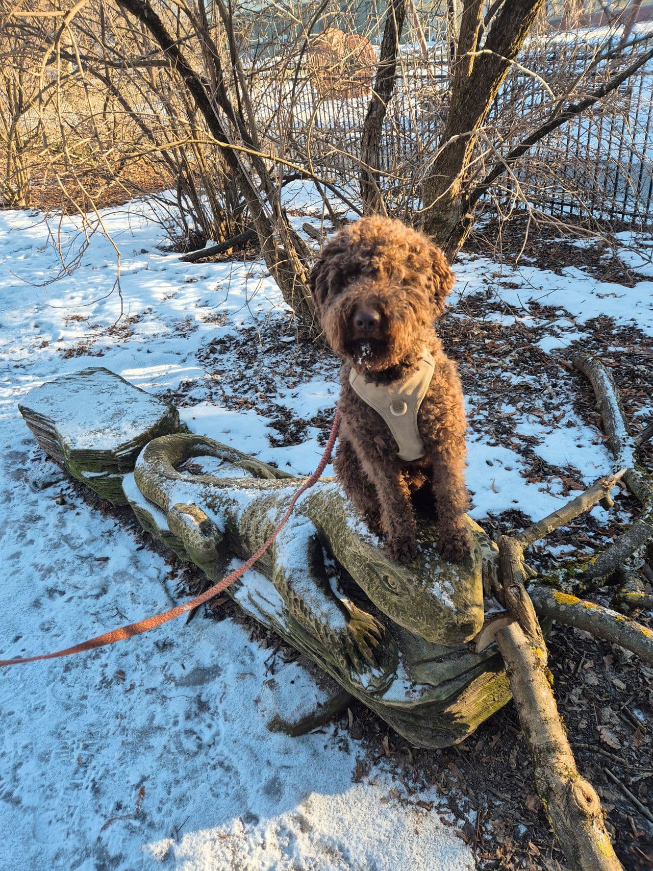 Avlastningshjem til en fantastisk (rampe)hund
