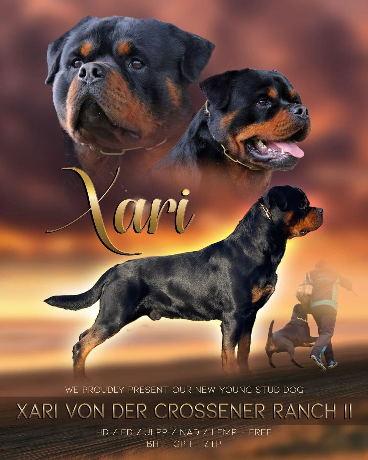 Rottweiler valper fra Wicked Game ventes i oktober.