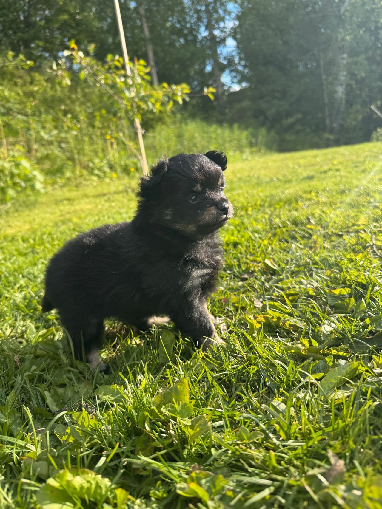Leveringsklare black&tan pomeranian jenter