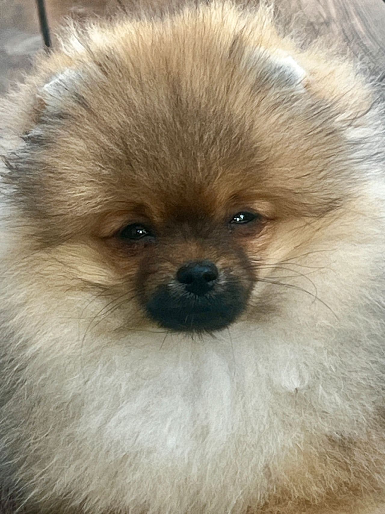 Vakker Pomeranian tispe valp 💗
