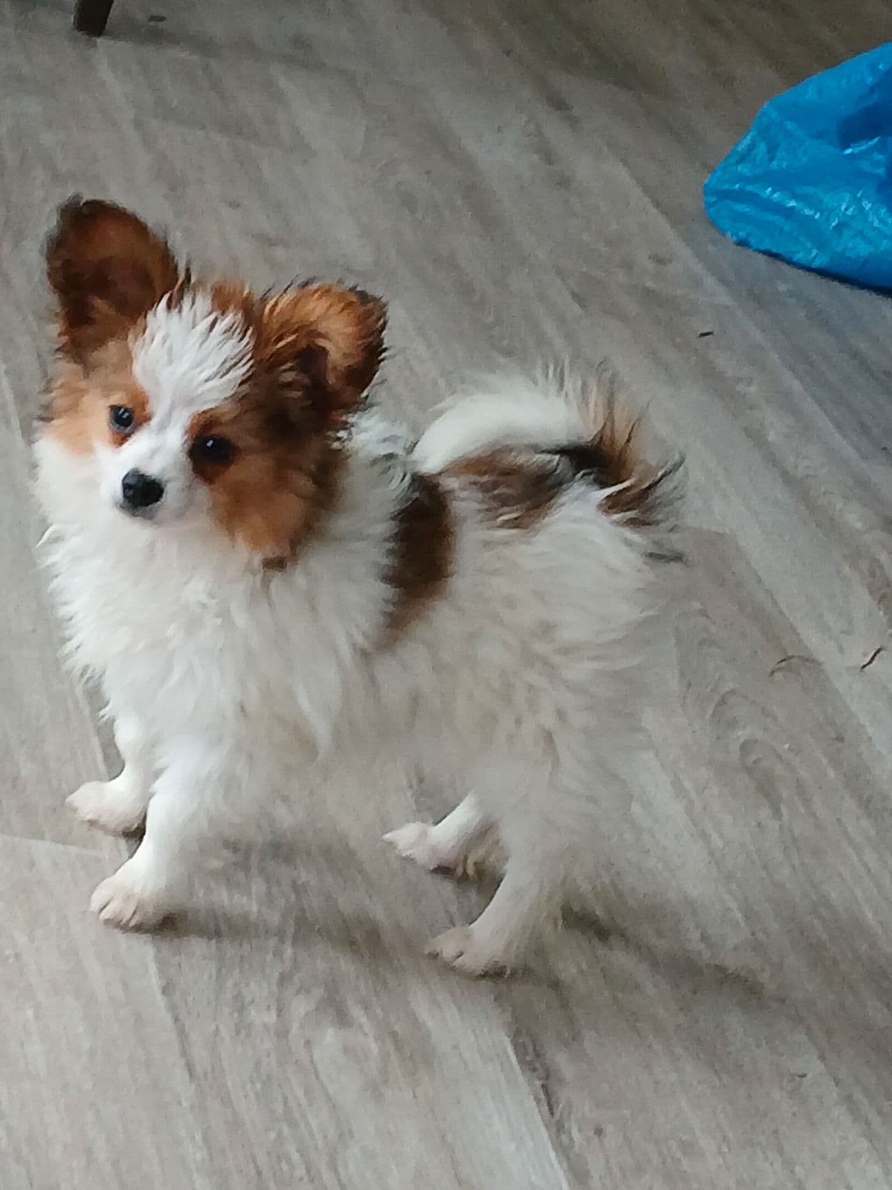 Papillon  valp