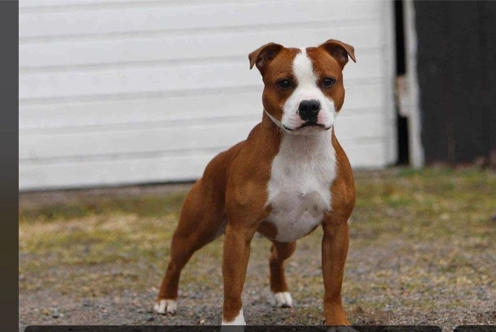Staffordshire bull terrier valper planlegges