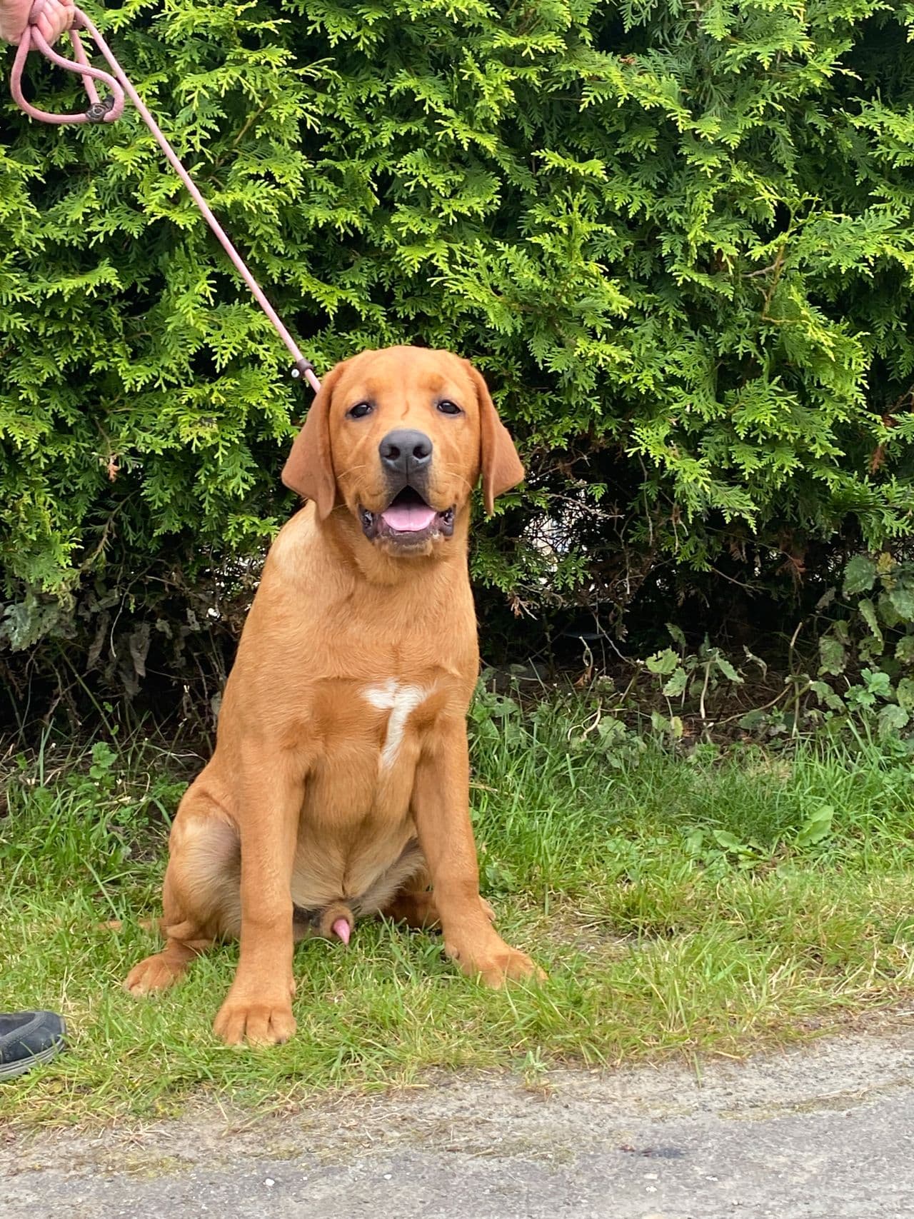 Labrador Retriever valper NKK reg.