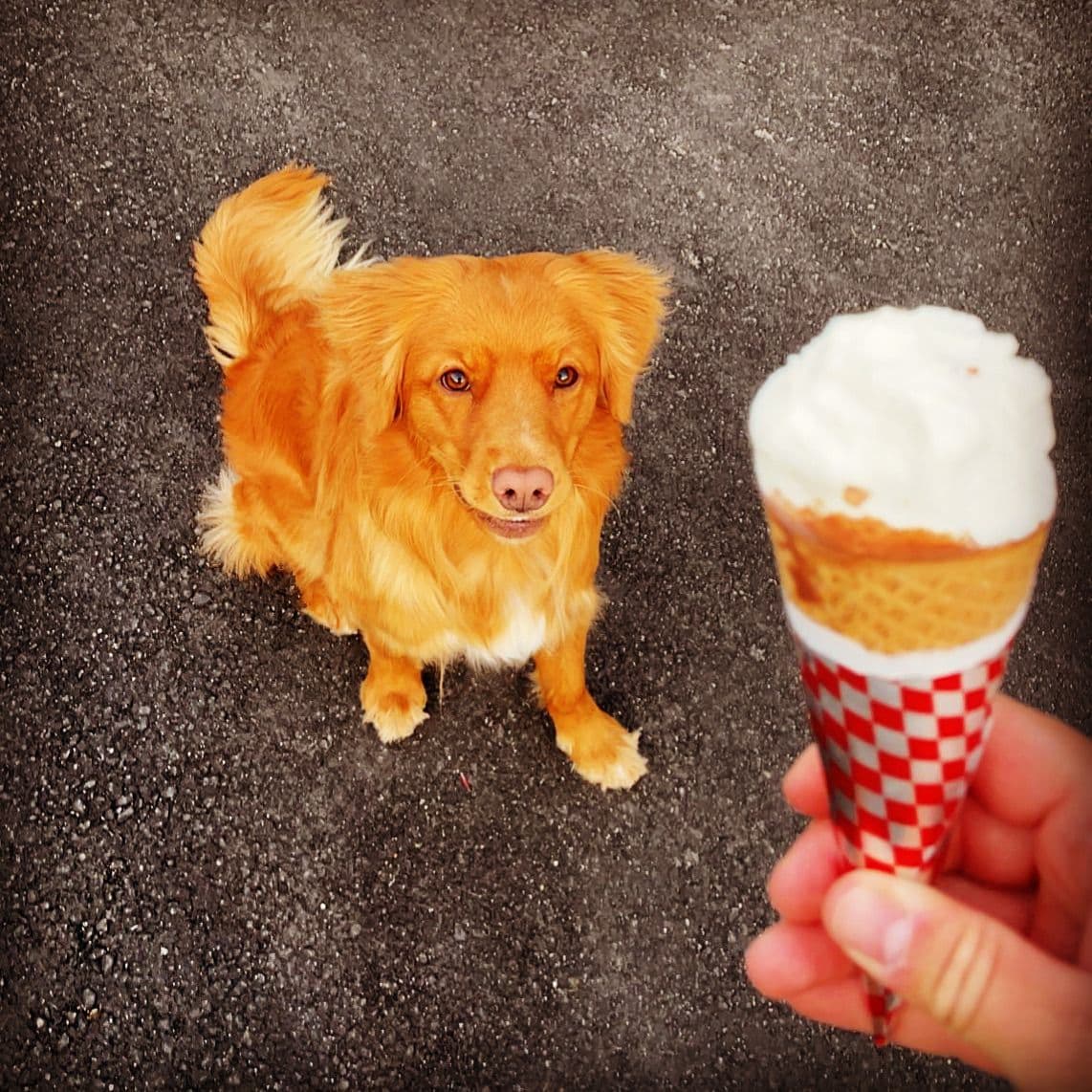 Omplassering - "Toller" Nova Scotia Duck Tolling Retriever