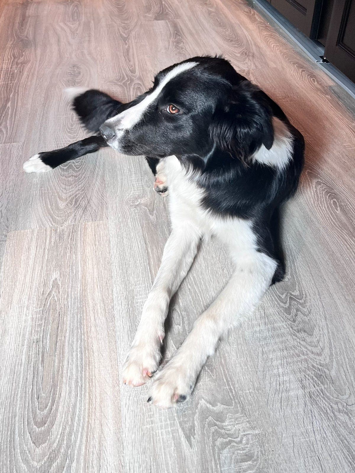 Border collie