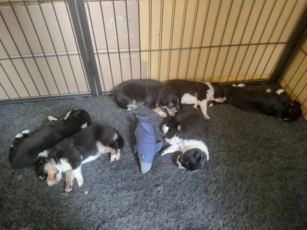 Border collie valper etter arbeidslinjer
