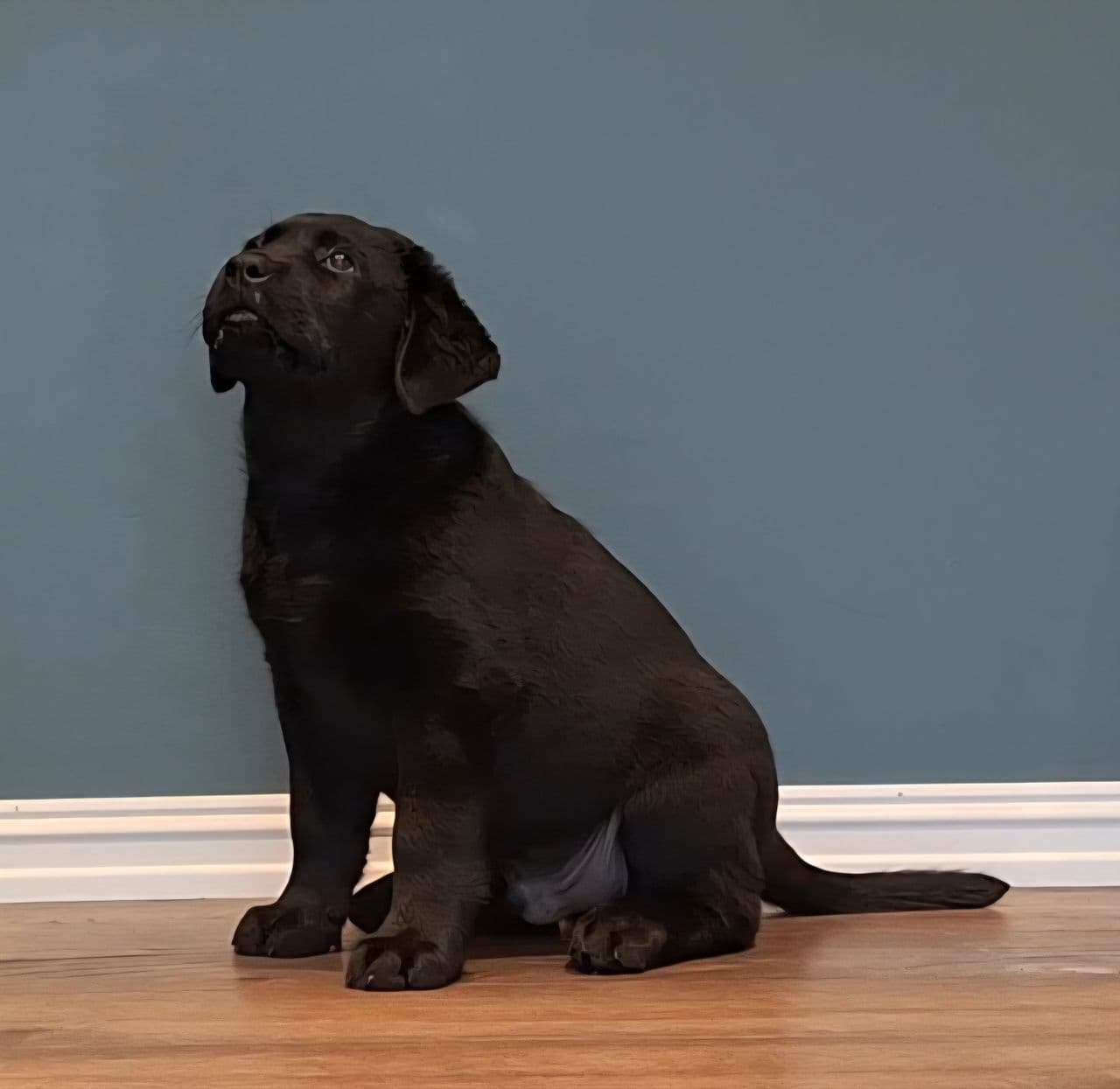 Labrador retriever valp