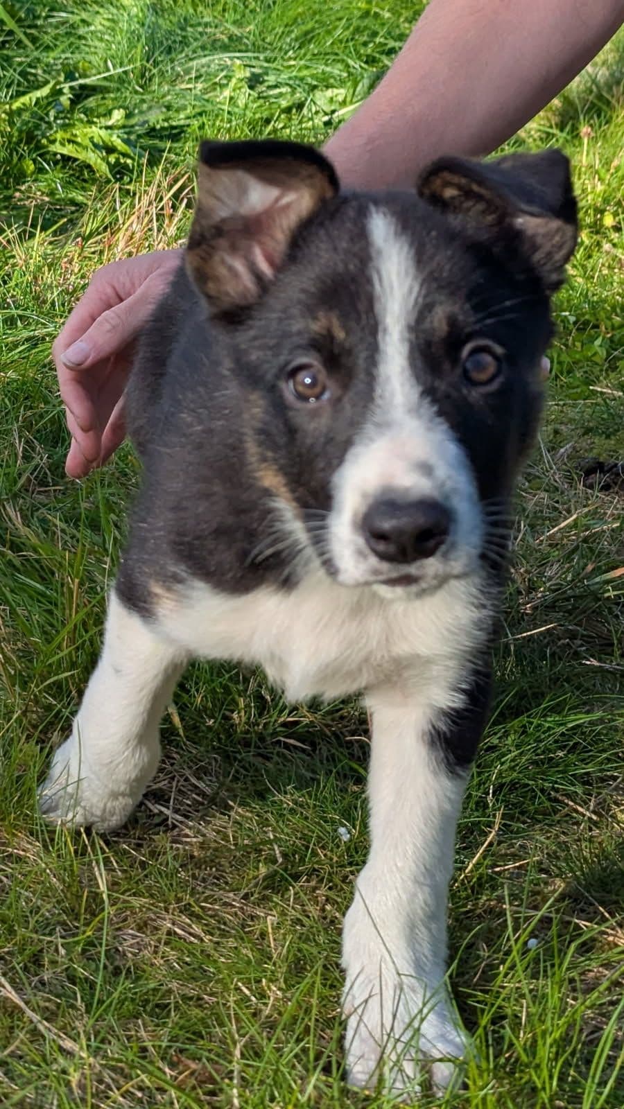 Leveringsklare border collie hann valper