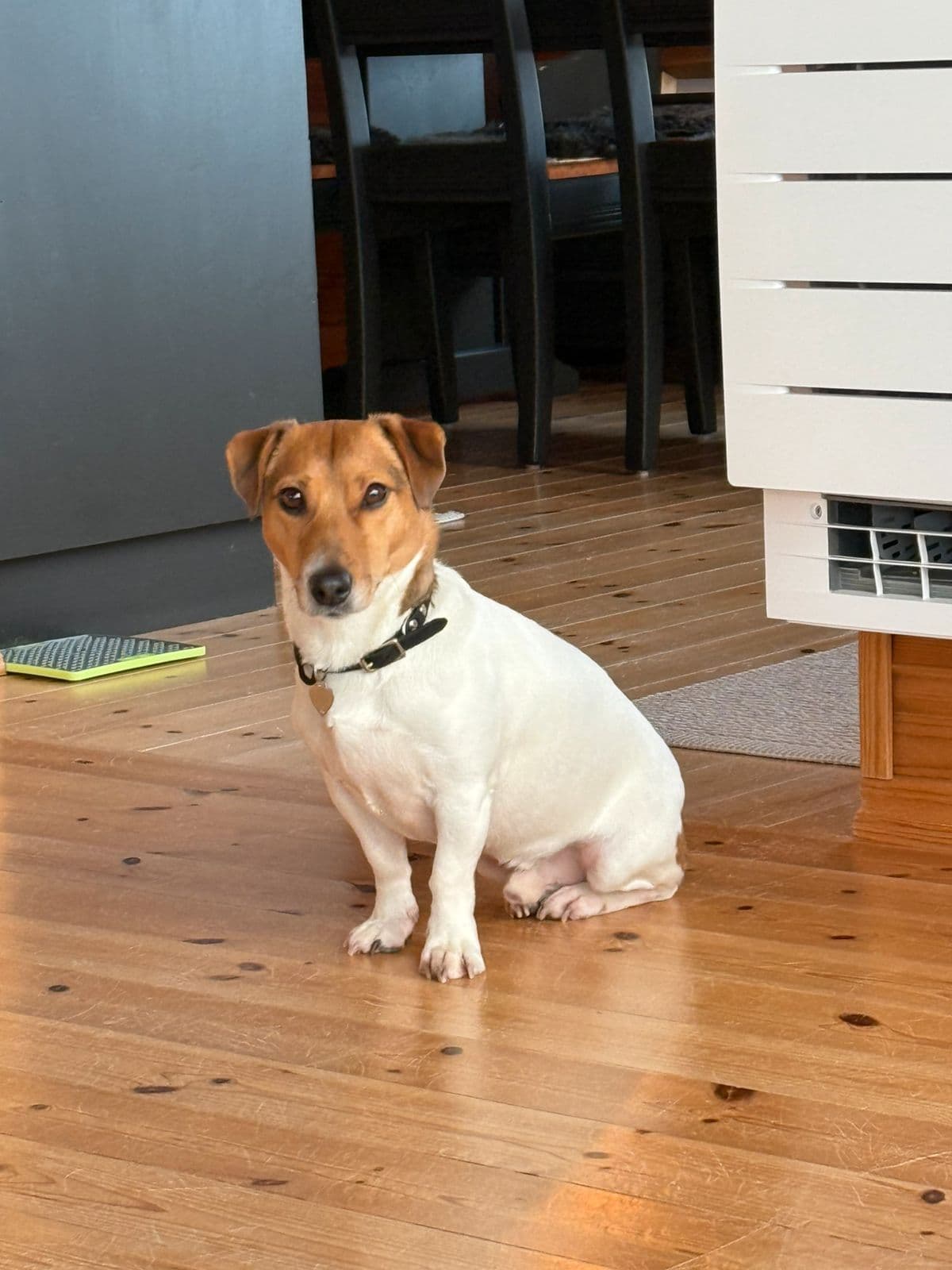Omplassering av Kompis jack russell terrier