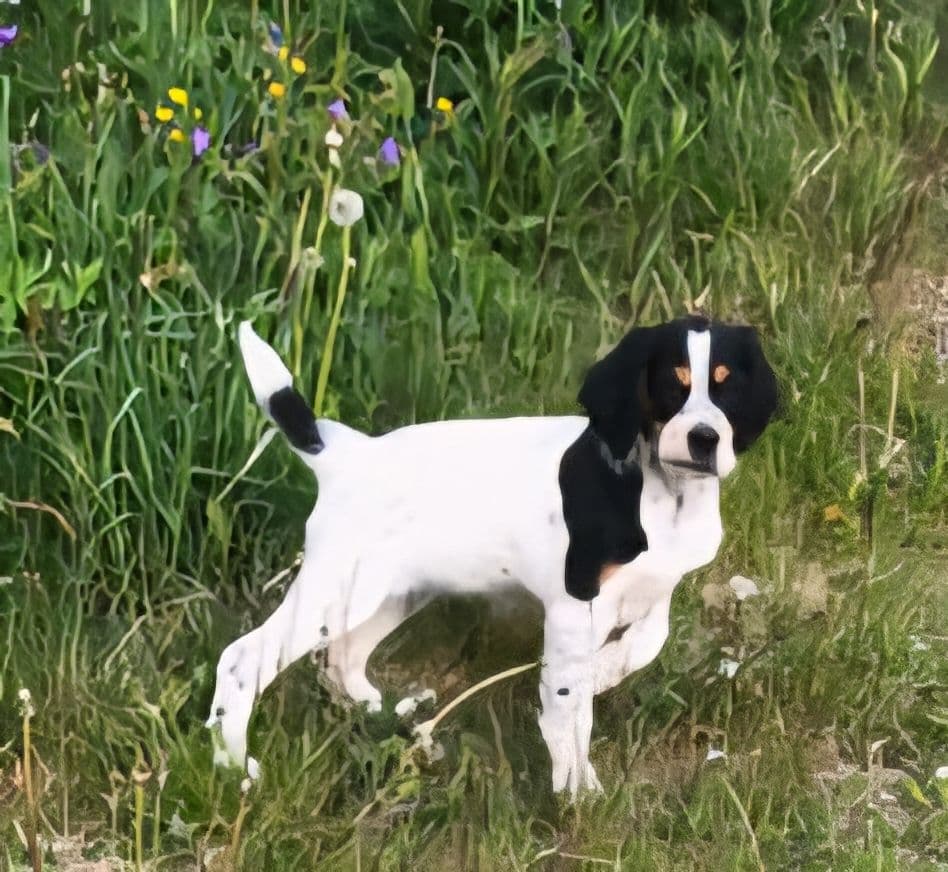 Engelsk setter tispe ledig- Leveringsklar